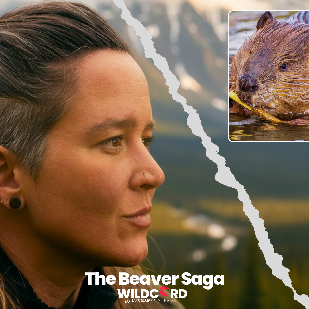 My Beaver Saga from Alone
